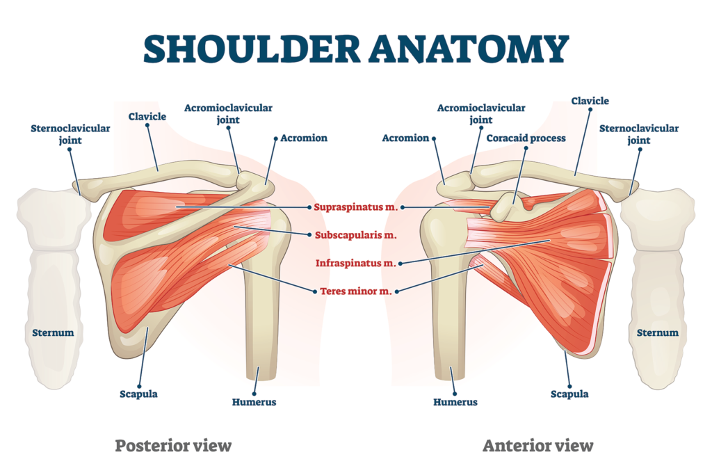 Acromioclavicular Joint 