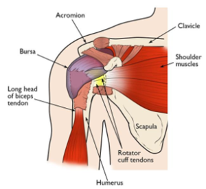 Shoulder Impingement Syndrome - Idaho Shoulder to Hand