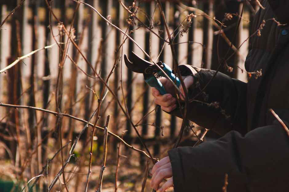 Adult hands gripping garden pruning shears outdoors, illustrating thumb strain